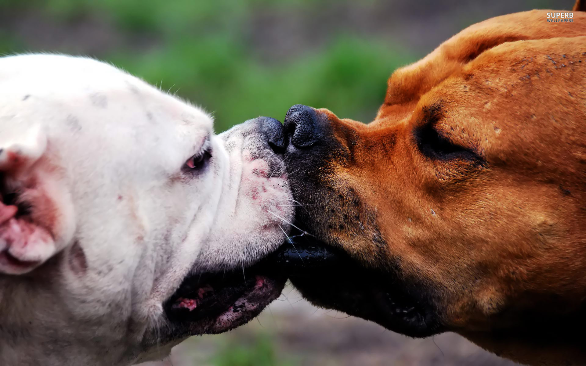bull-terriers-19341-1920x1200