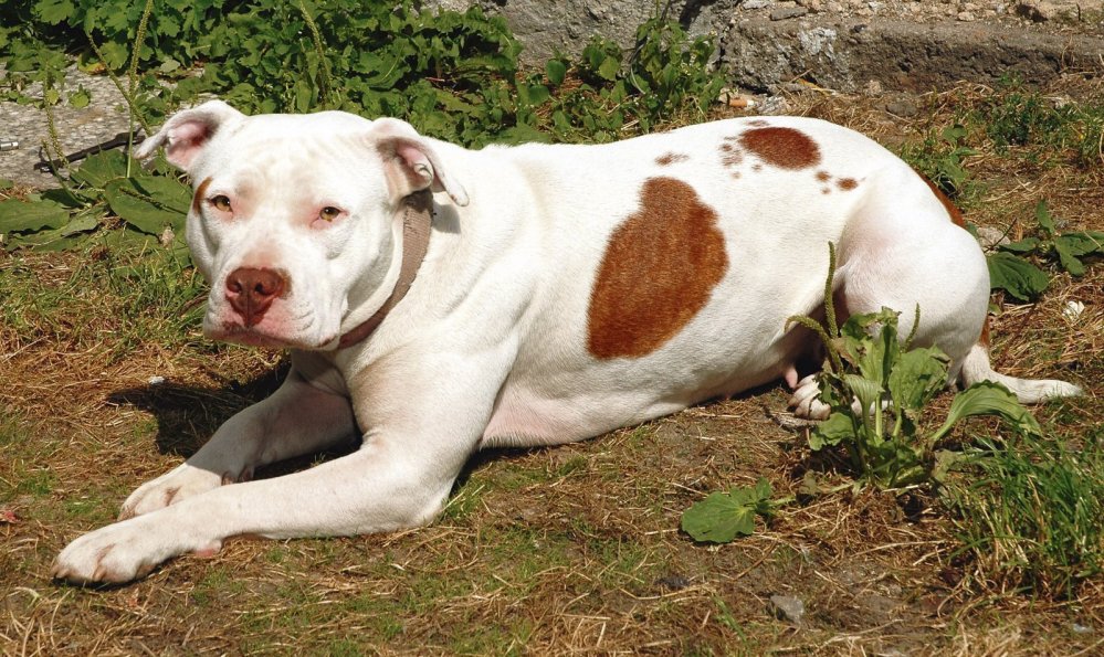 361937-img-pes-pitbulterier-crop