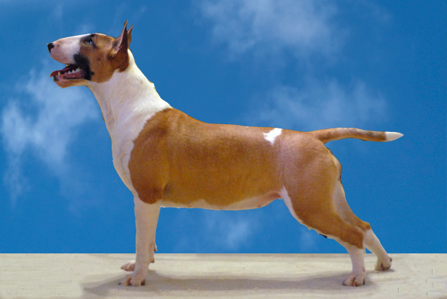 Bullterrier_femelle